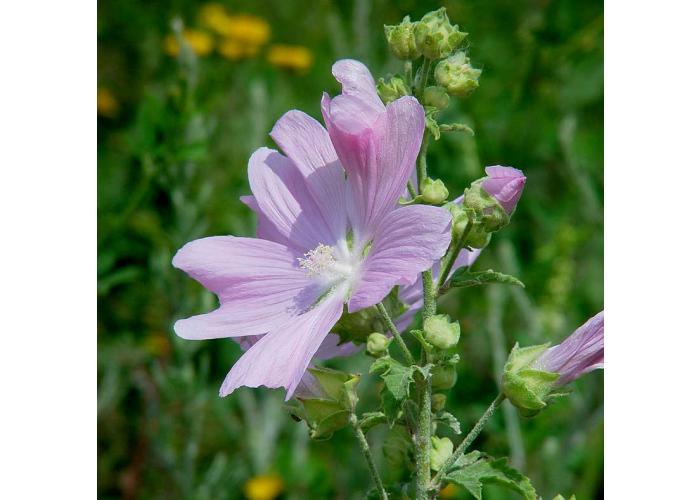 Алтэя экстракт